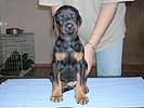Dobermann puppy